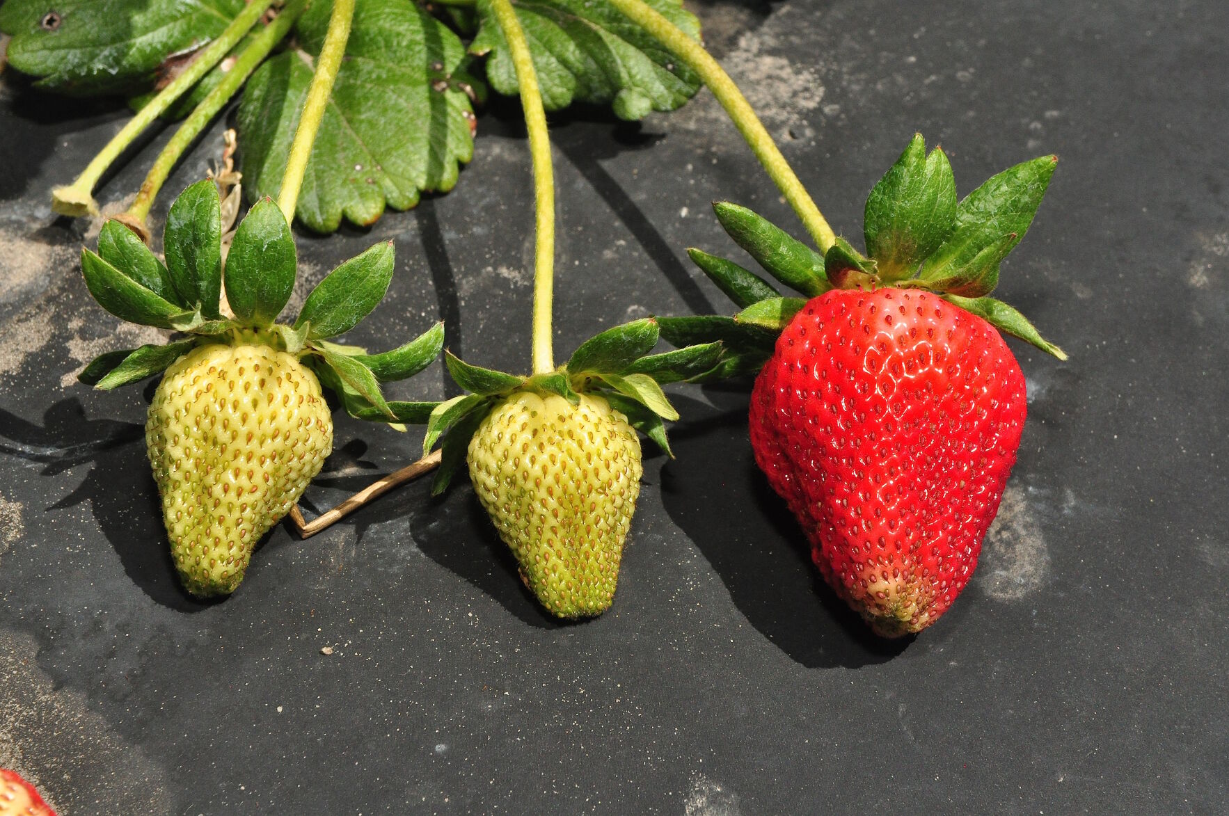 Strawberry farmers report bumper crop with fields ripe for picking
